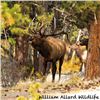 Image 1 : Bull Elk 20 X 30 Canvas Wrap Print