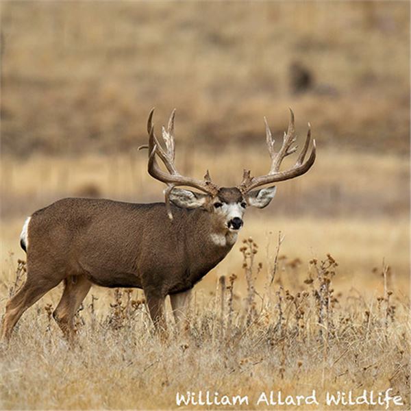 Mule Deer Buck 16 X 20 Canvas Wrap Print