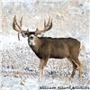 Image 1 : Mule Deer Buck 16X 20 Metal Print