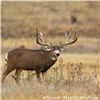 Image 1 : Mule Deer Buck 24 X 30 Metal Print