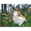 Image 1 : 3 Day Texas Dall Sheep or Blackbuck Hunt on Private Texas Ranch