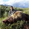 Image 1 : 14 Day Alaska Grizzly and Wolf Hunting Trip