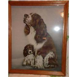 Springer Spaniel Lithograph Soulful and Wistful#1606682