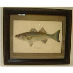 ANTIQUE FRAMED FISH PRINT FROM THE ALANTA #1607933