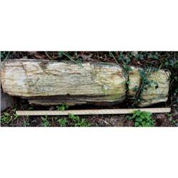 Rocks Petrified Logs from Texas for your #1619264