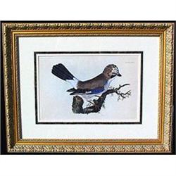 BOTANICAL ENGRAVING JAY PRIDEAUX JOHN SELBY #1641621