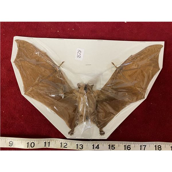 Real 9 Inch Bat Taxidermy