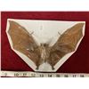 Image 1 : Real 9 Inch Bat Taxidermy