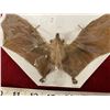 Image 2 : Real 9 Inch Bat Taxidermy