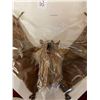 Image 3 : Real 9 Inch Bat Taxidermy