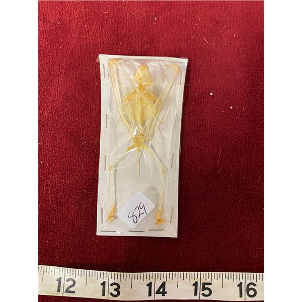 Real Bat Skeleton