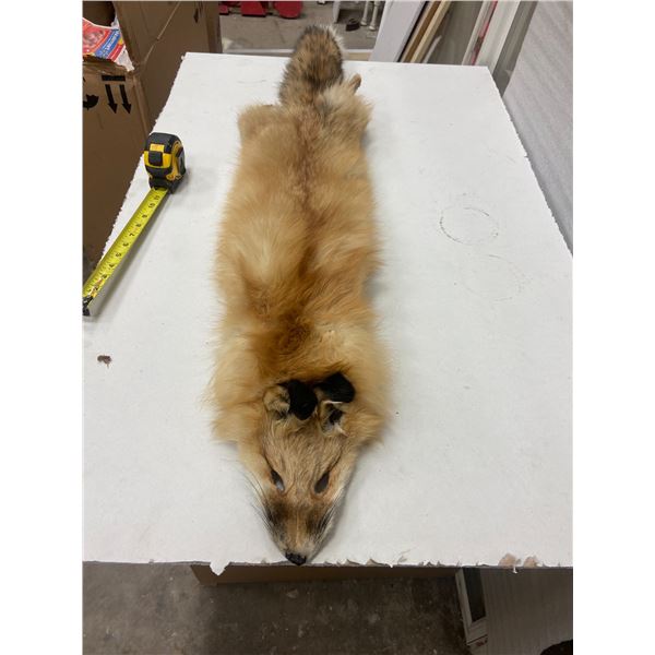 Fox pelt - approx 50" long