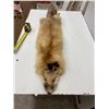 Image 1 : Fox pelt - approx 50" long