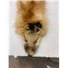 Image 2 : Fox pelt - approx 50" long