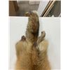 Image 4 : Fox pelt - approx 50" long