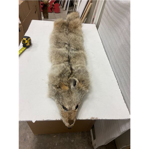 Coyote pelt - approx. 55" long