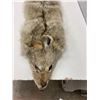 Image 2 : Coyote pelt - approx. 55" long