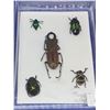 Image 1 : Cased Giant Beetle collection