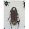 Image 2 : Cased Giant Beetle collection