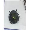 Image 3 : Cased Giant Beetle collection