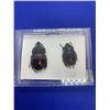 Image 1 : Large Water Beetles Mounted and cased