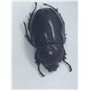 Image 3 : Large Water Beetles Mounted and cased