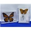 Image 1 : Set of 2 mounted Butterfly in cases
