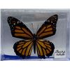 Image 2 : Set of 2 mounted Butterfly in cases