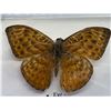 Image 3 : Set of 2 mounted Butterfly in cases