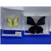 Image 1 : Set of 2 Mounted Butterfly in cases
