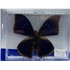 Image 2 : Set of 2 Mounted Butterfly in cases