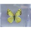 Image 3 : Set of 2 Mounted Butterfly in cases