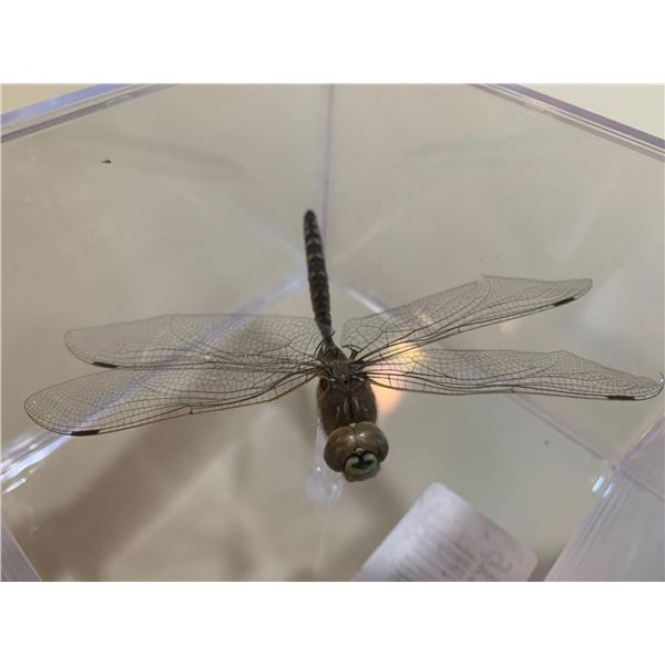 Cased and Mounted Butterfly