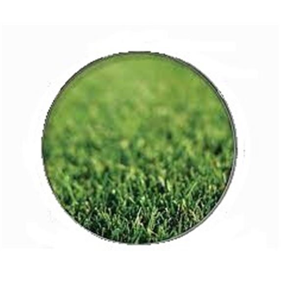 Evans INK24NTRGRAS 24" NATURE GRASS Drum Head