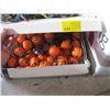 Image 2 : MISC. HALLOWEEN & CHRISTMAS LIGHTS, DECORATIONS, ETC.