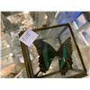 Image 1 : 3 SMALL BOTTLES CONTAINING PURE SILVER, PURE COPPER & PURE GOLD. BUTTERFLY IN GLASS BOX