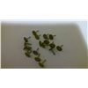 Image 2 : Antique Brass Numbered window tacks