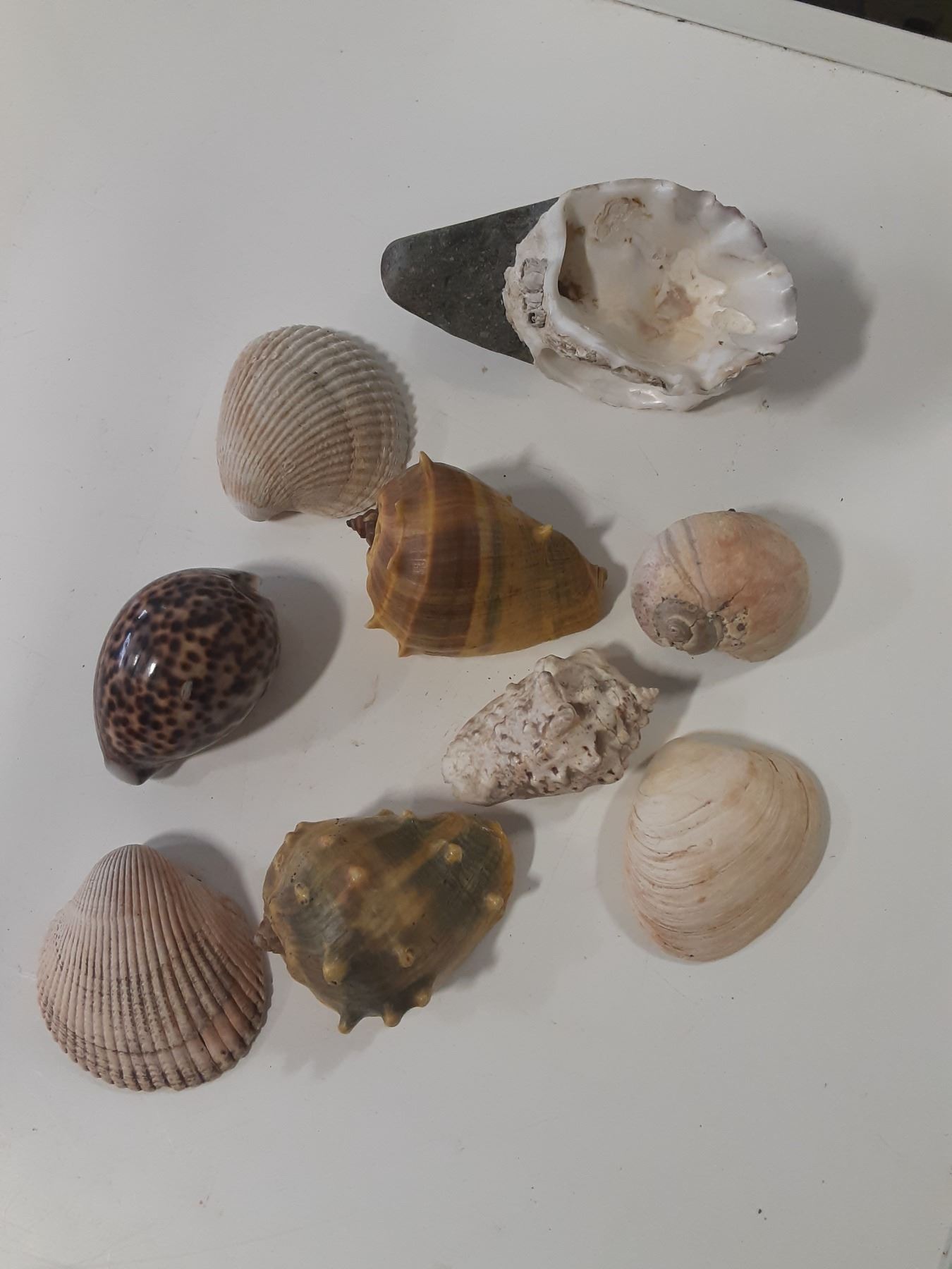 Shellfish Shell Collectable Lot of collectible sea shells