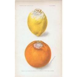 Deborah Griscom Passmore Lemon and Orange#1634065
