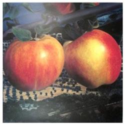 Kneffel   Apples #1634117