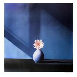 Mapplethorpe   African Daisy #1634157