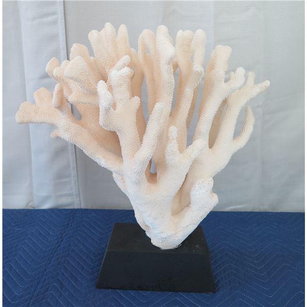 Large White Cat's Paw Natural Coral, Mounted on Base, 25" Tall