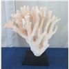 Image 1 : Large White Cat's Paw Natural Coral, Mounted on Base, 25" Tall