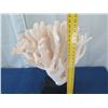 Image 2 : Large White Cat's Paw Natural Coral, Mounted on Base, 25" Tall