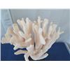 Image 3 : Large White Cat's Paw Natural Coral, Mounted on Base, 25" Tall