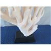 Image 4 : Large White Cat's Paw Natural Coral, Mounted on Base, 25" Tall
