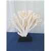 Image 6 : Large White Cat's Paw Natural Coral, Mounted on Base, 25" Tall