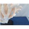 Image 7 : Large White Cat's Paw Natural Coral, Mounted on Base, 25" Tall