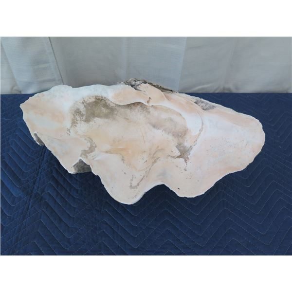Authentic Natural Clam Shell (Half), 24" Wide