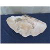 Image 2 : Authentic Natural Clam Shell (Half), 24" Wide